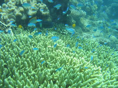 Tusa Dive,Cairns,Australien