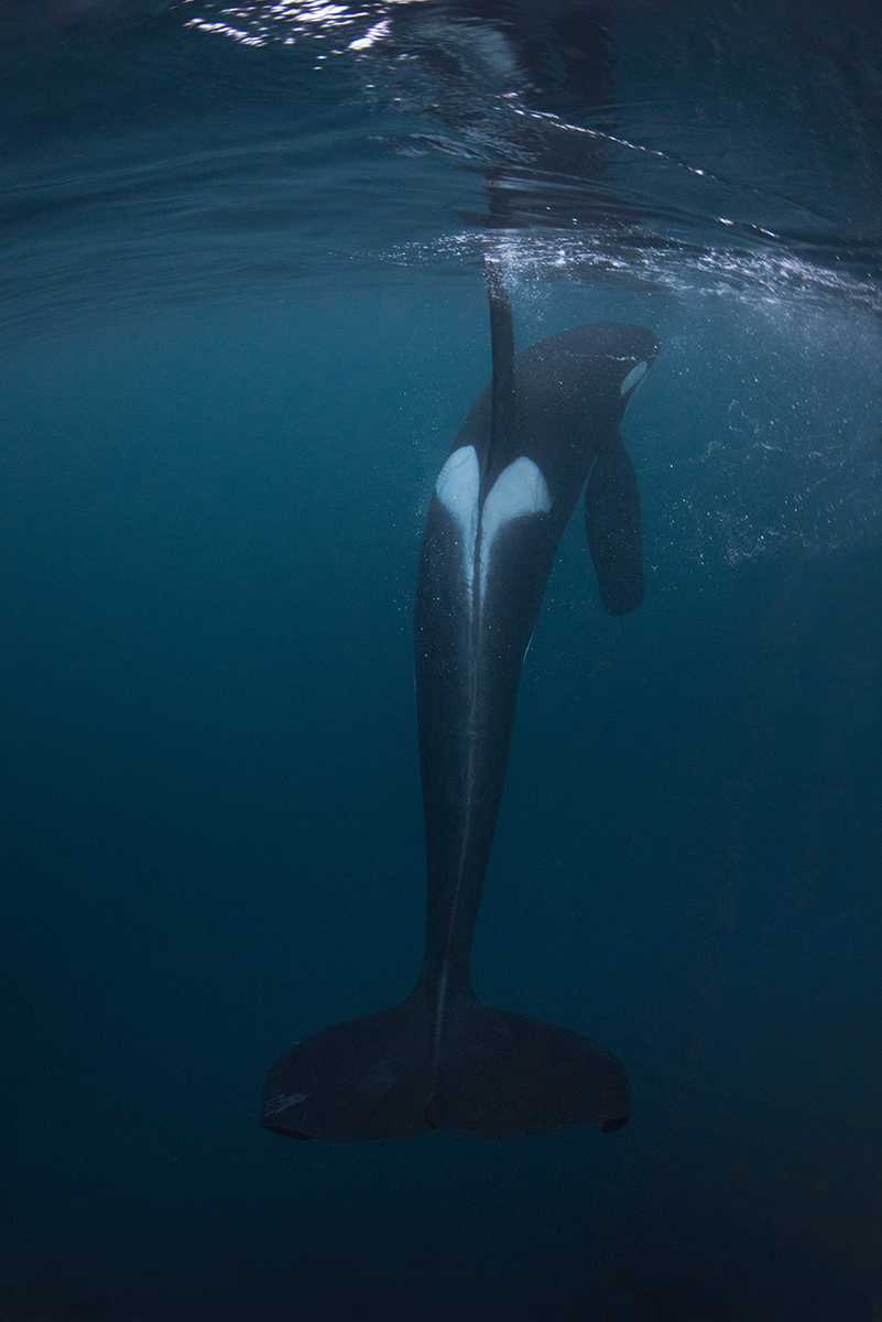 Skjervoy-Orcas, tobila foto, Pico Sport Scuba Diving & Whale Watching, Pico, Azoren, Portugal, Azoren
