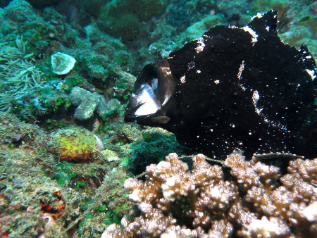 Wellbeach Dive Shop,Philippinen