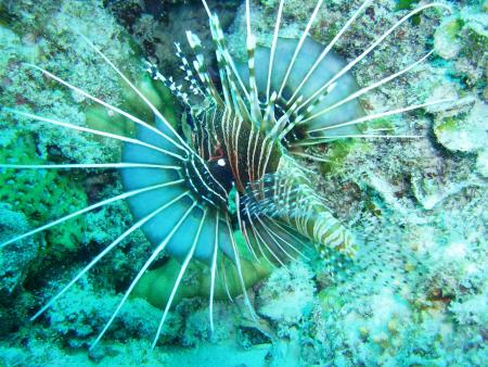Sea Urchin,Flic en Flac,Mauritius