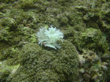 Oman Dive Center (Extra Divers),Muscat,Oman