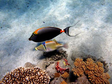 Beachsafari Diving Camp Marsa Alam,Marsa Alam und südlich,Ägypten