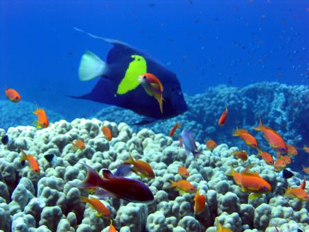 Magic Dive Club,Beach Albatros,Sharm el Sheik,Sinai-Süd bis Nabq,Ägypten