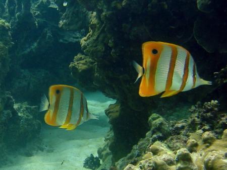 Calypso Diving,Koh Samui,Golf von Thailand,Thailand
