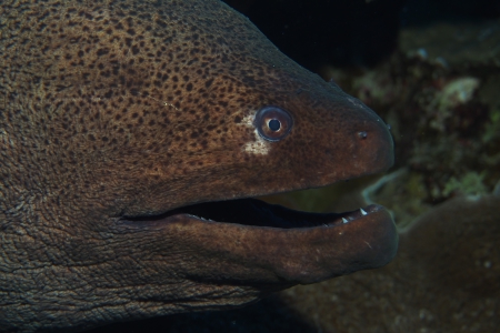 Paradise Divers,Sol y Mar Hotel,Safaga,Ägypten
