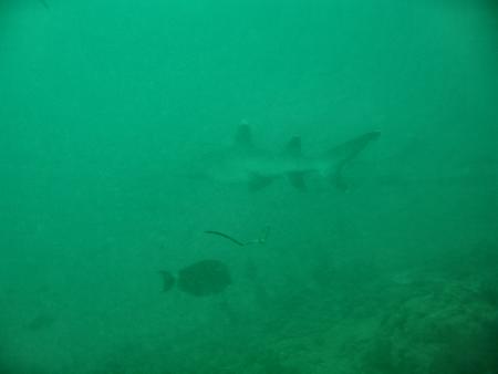 Peponi Divers,Mombasa,Kenia