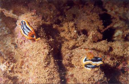 Ningaloo Reef,Australien