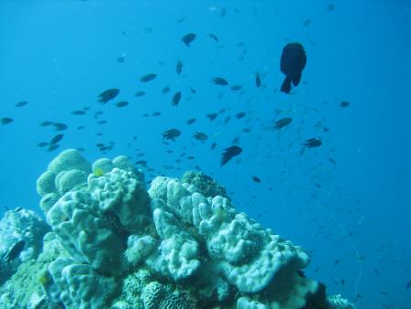 Dive Searobin,Koh Samui,Golf von Thailand,Thailand