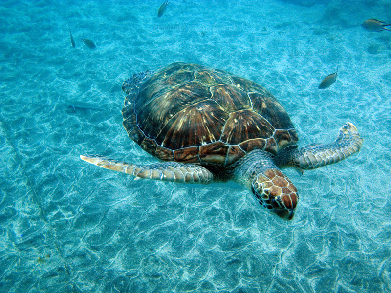Turtle Bay, Kanaren Lanzarote,Spanien
