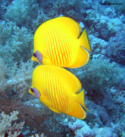 Elphinstone Reef, Elphinstone Reef (Marsa Alam),Ägypten