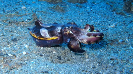 Maluku Divers,Ambon,Allgemein,Indonesien