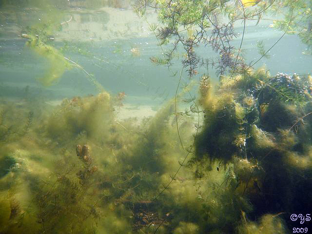 wenig Fisch, dafür ganz schön herbstlich, Großer Glienicker See,Berlin,Deutschland