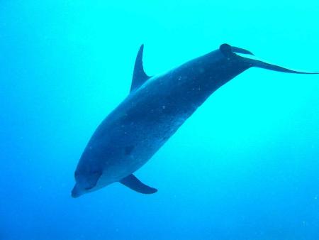 Beachsafari Diving Camp Marsa Alam,Marsa Alam und südlich,Ägypten