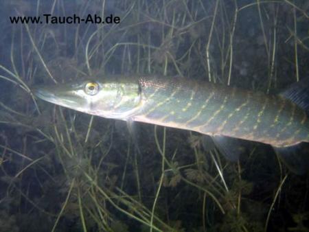 Tauchbasis Stechlin,Neuglobsow / Brandenburg,Brandenburg,Deutschland