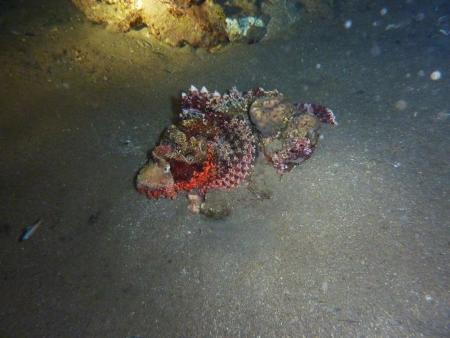 Sinai Divers,Naama Bay,Sharm el Sheikh,Sinai-Süd bis Nabq,Ägypten