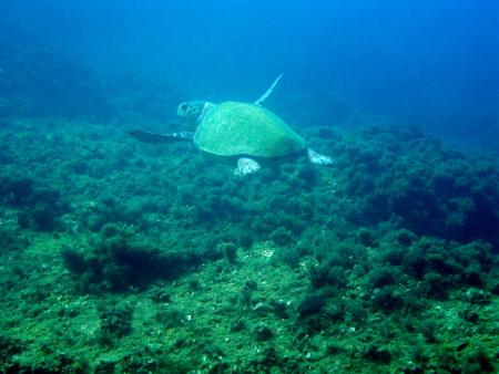 Dive2gether,Plakias,Kreta,Griechenland