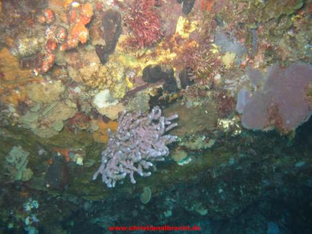 Bremer Bay Diving,West Australia,Backbeach Boomie,Bremer Bay,Westaustralien,Australien