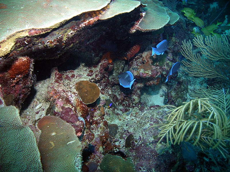 Bayahibe - Catalinita - Shark Point, Catalina Island,Dominikanische Republik