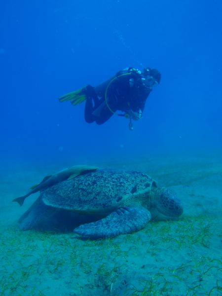 diving.DE el Flamenco,El Quseir bis Port Ghalib,Ägypten