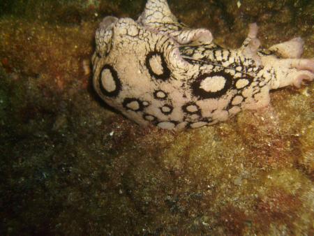 R.C. Diving,Puerto del Carmen,Lanzarote,Kanarische Inseln,Spanien