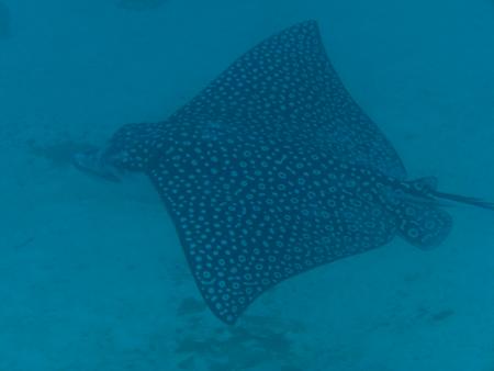 Rogers Scuba Shack,Barbados