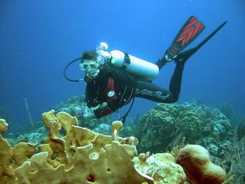 Bonaire Tauchen