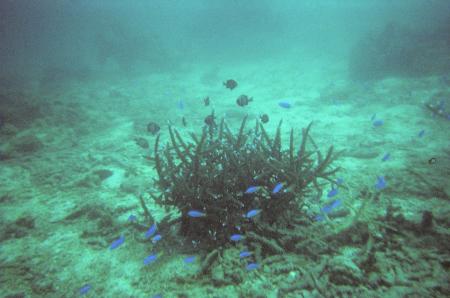 Calypso Diving,Koh Samui,Golf von Thailand,Thailand
