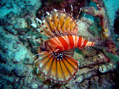 M/V Flying Seahorse,Thailand