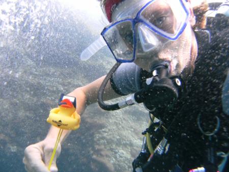 Dive & Fun,Cala D´Or,Mallorca,Balearen,Spanien