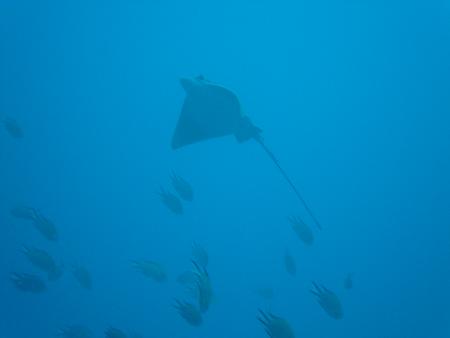 Aquatis Divingcenter Lanzarote,Kanarische Inseln,Spanien