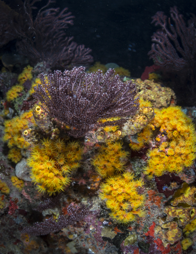 Sabas Unterwasserwelt, Saba,Niederländische Antillen