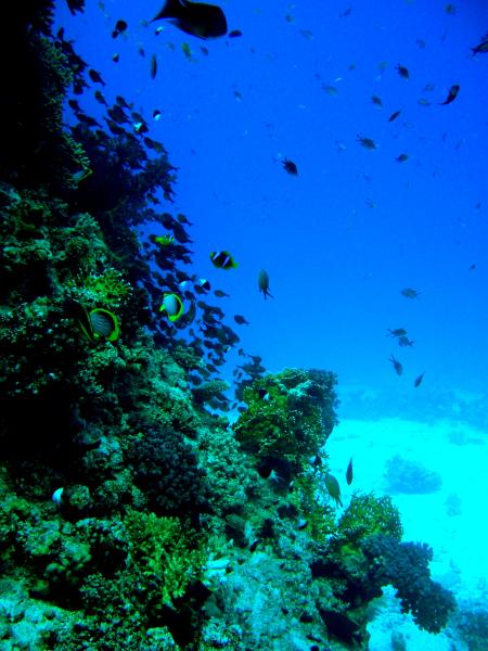 Dream-Diver-International,Hurghada,Ägypten