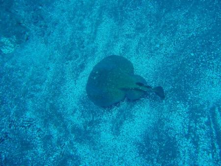 Buceo-Sub La Palma,Kanarische Inseln,Spanien