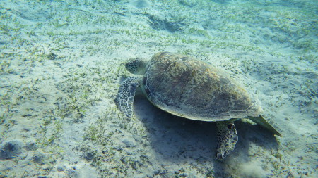 Beachsafari Diving Camp Marsa Alam,Marsa Alam und südlich,Ägypten