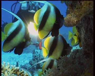 Action-Sport Divingcenter,Cleopatra,Sharm el Sheikh,Sinai-Süd bis Nabq,Ägypten