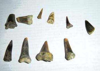 Fossile Haiz&auml;hne