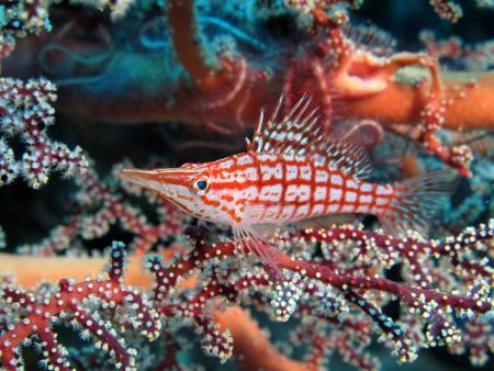 Asia Divers,Sabang,Puerto Galera,Philippinen