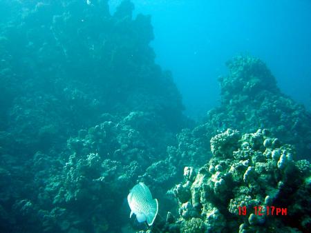 Diving Ocean,Marsa Alam,Marsa Alam und südlich,Ägypten