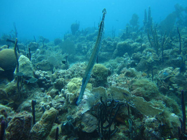 Flötenfisch, Flötenfisch, Reef Oasis Viva Dominican, Bayahibe, Dominikanische Republik