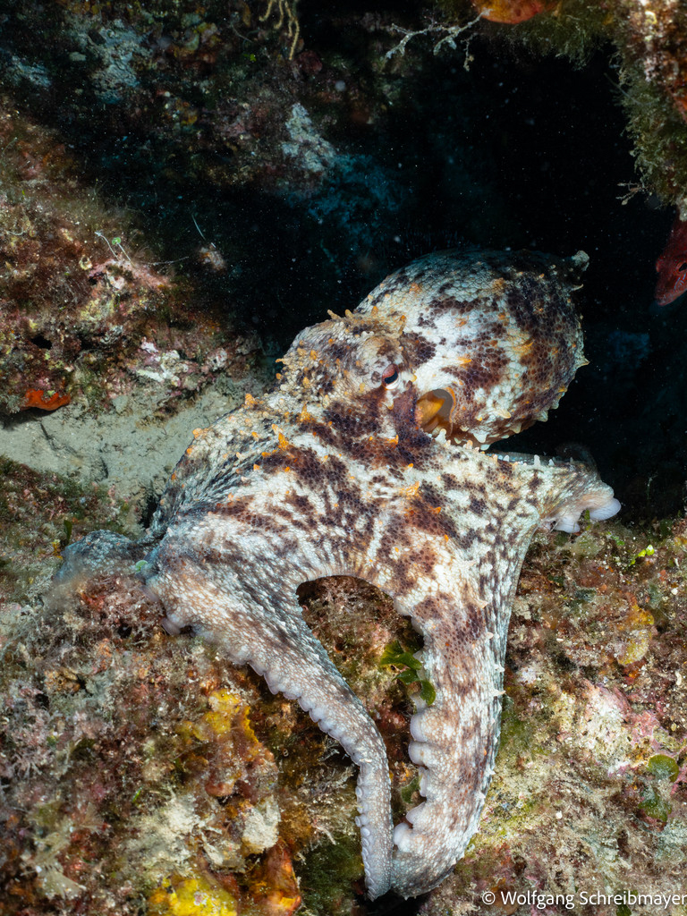 Punta Diving, Betina, Kroatien