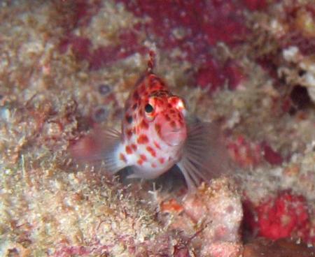 Gasfinolhu,Ocean-Pro,Nord Male Atoll,Malediven