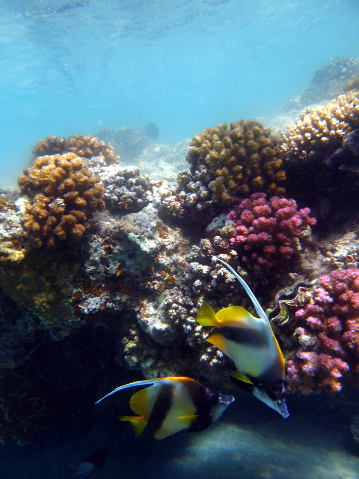 Brayka Bay House Reef, Brayka Bay,Ägypten