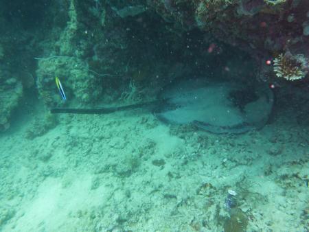 Cooper´s Honda Bay Diving,Palawan,Puerto Princesa,Honda Bay,Philippinen