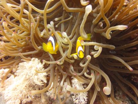 Sinai Divers,Naama Bay,Sharm el Sheikh,Sinai-Süd bis Nabq,Ägypten