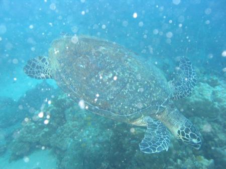 Calypso Diving,Koh Samui,Golf von Thailand,Thailand