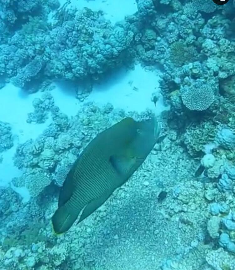 Story Divers, Sharm el Sheikh, Ägypten, Sinai-Süd bis Nabq