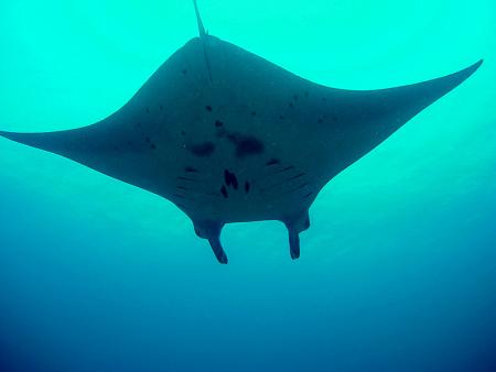 Nabucco Island,Indonesien