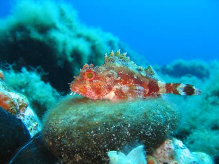 Kalafati Dive-Center,Mykonos,Griechenland