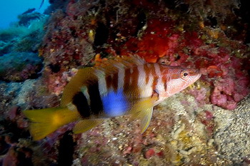 Schriftbarsch - Kroatien