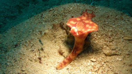 Blue Planet Diving Center,Alona Beach,Panglao,Bohol,Philippinen